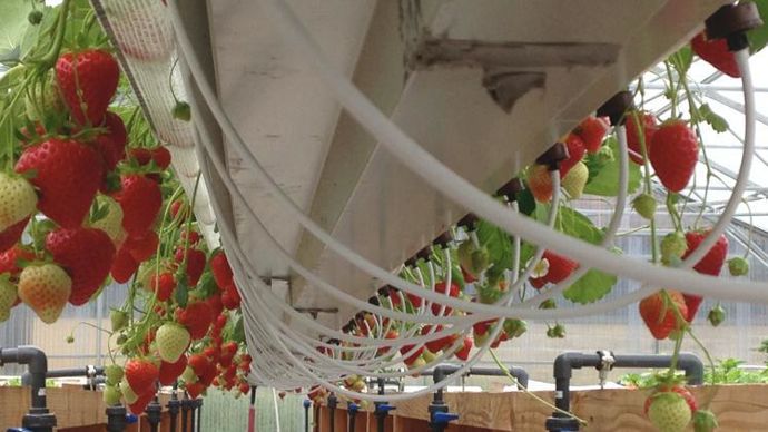 Fraisiers en gouttières. Production à La Canourgue. ©C. Lejolivet